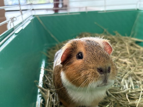 BROWNIE