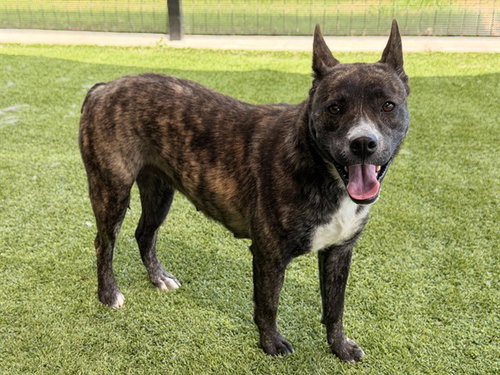 CALLIE, an adoptable Dutch Shepherd in Garland, TX