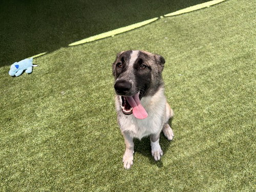 BUBBA, an adoptable Siberian Husky in Garland, TX