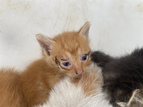 SUSHI, Baby Domestic Short Hair (medium coat), cat for adoption in Mesquite, Texas