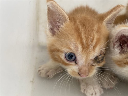 MICHI, Baby Domestic Short Hair (medium coat), cat for adoption in Mesquite, Texas