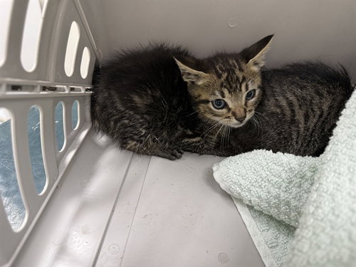 RAPHAEL, Baby Domestic Short Hair (medium coat), cat for adoption in Mesquite, Texas