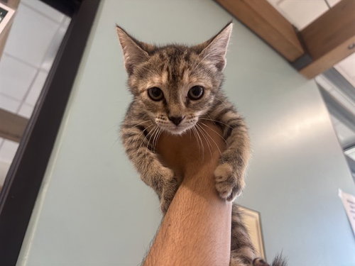 TABBY, Baby Domestic Short Hair (medium coat), cat for adoption in Mesquite, Texas