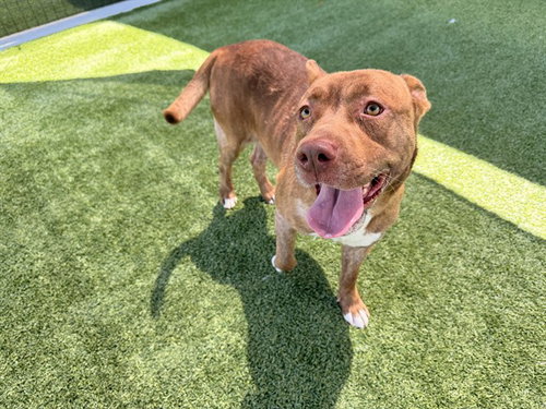 ROGER, an adoptable Pit Bull Terrier in Garland, TX