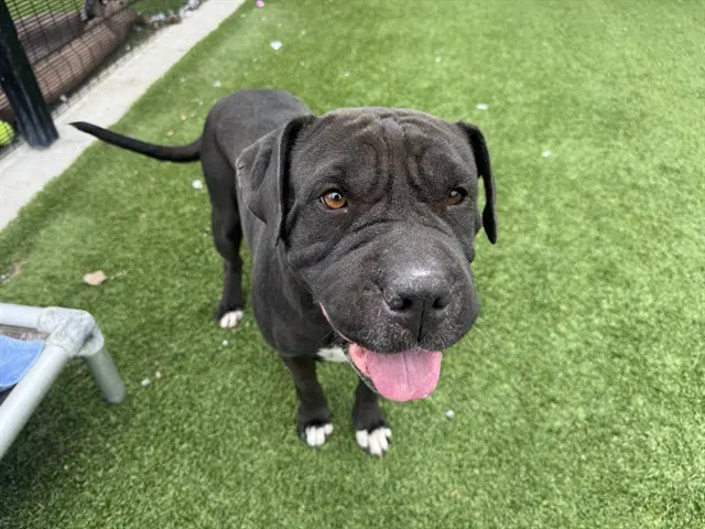 Rebecca - Chinese Shar-Pei