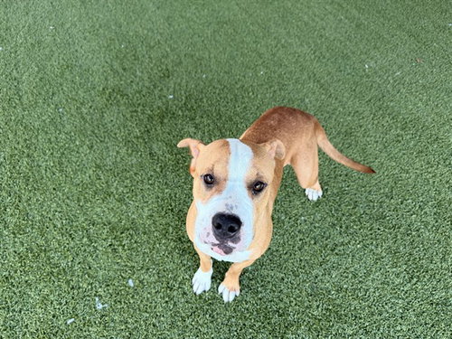 LADYBUG, an adoptable American Staffordshire Terrier in Garland, TX
