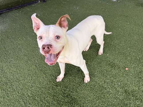 HONEYSUCKLE, an adoptable Pit Bull Terrier in Garland, TX