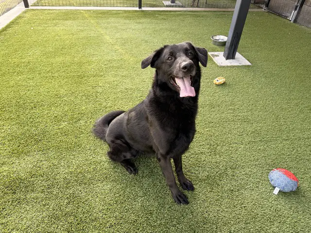 Professor Snape - German Shepherd Dog