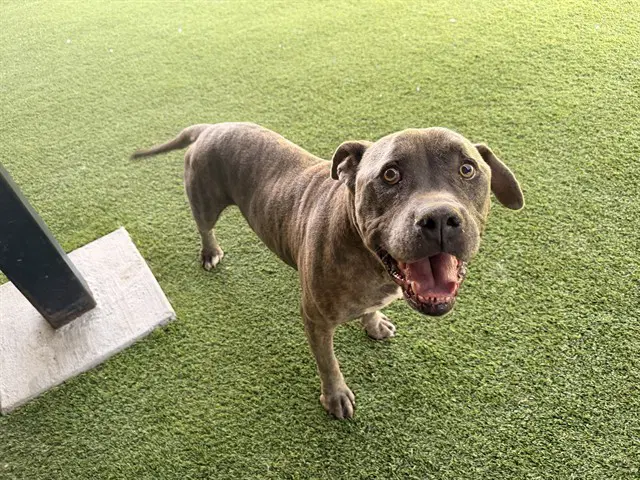 El Simpatico - Pit Bull Terrier