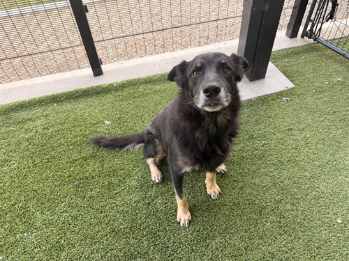 DRAKO, an adoptable German Shepherd Dog in Garland, TX