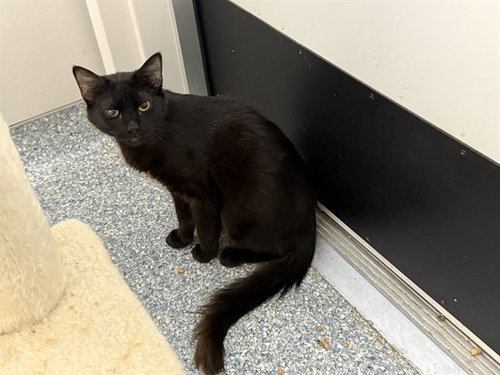 STELLAR, a cat for adoption from Garland Animal Services