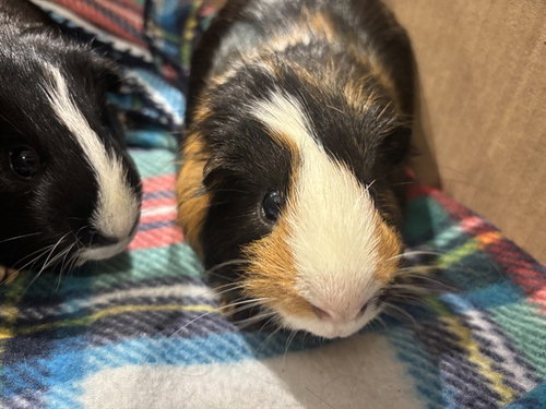 DARWIN