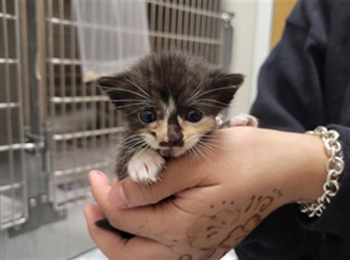 RAIN, Baby Domestic Short Hair (medium coat), cat for adoption in Mesquite, Texas