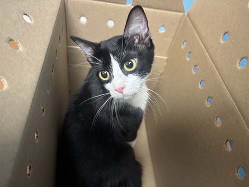PECOS, Young Domestic Short Hair (medium coat), cat for adoption in Mesquite, Texas