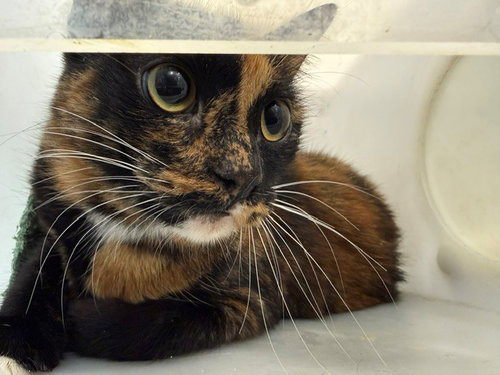 AUTUMN LOAF, Senior Domestic Short Hair (medium coat), cat for adoption in Mesquite, Texas