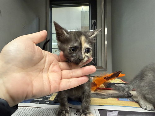 BENITA, Baby Domestic Short Hair (medium coat), cat for adoption in Mesquite, Texas