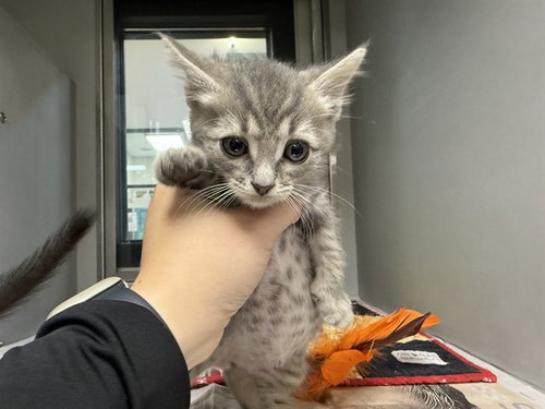 SOLIN, Baby Domestic Short Hair (medium coat), cat for adoption in Mesquite, Texas
