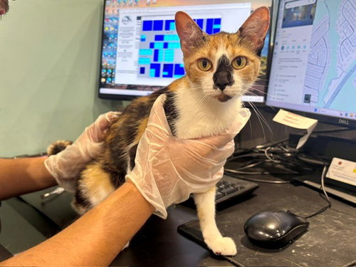 UBE, Young Domestic Short Hair (medium coat), cat for adoption in Mesquite, Texas