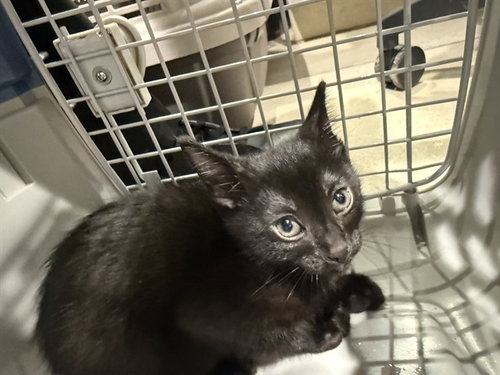 SPRINGBRANCH, Baby Domestic Short Hair (medium coat), cat for adoption in Mesquite, Texas