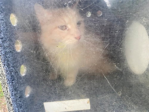 SPARKY, Adult Domestic Short Hair (medium coat), cat for adoption in Mesquite, Texas
