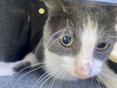 ASHER, Adult Domestic Short Hair (medium coat), cat for adoption in Mesquite, Texas