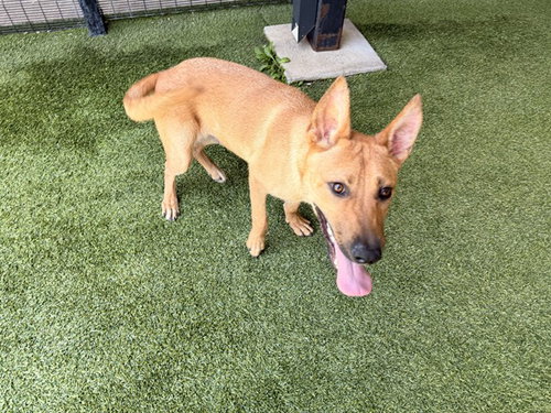 R. JR, an adoptable Carolina Dog in Garland, TX