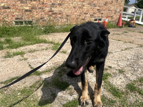 RONALDO, an adoptable German Shepherd Dog in Garland, TX