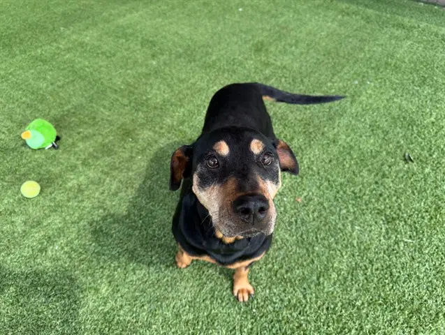 Josie - Doberman Pinscher