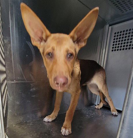 RADAR, an adoptable German Shepherd Dog in Garland, TX