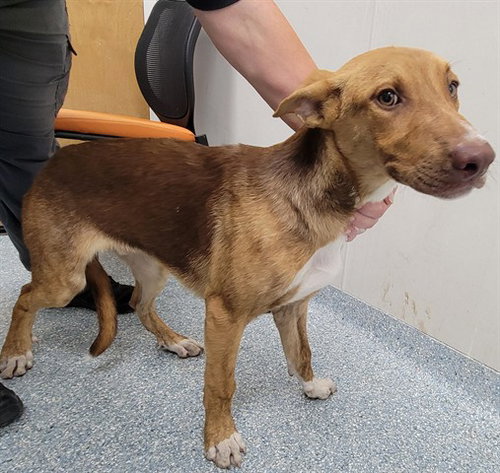 SENTRY, an adoptable German Shepherd Dog in Garland, TX