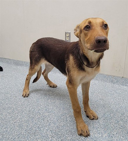 TROOPER, an adoptable German Shepherd Dog in Garland, TX