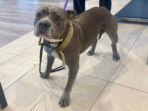 TOGO, an adoptable Pit Bull Terrier in Garland, TX