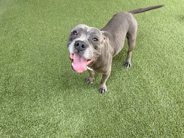 Togo - Pit Bull Terrier