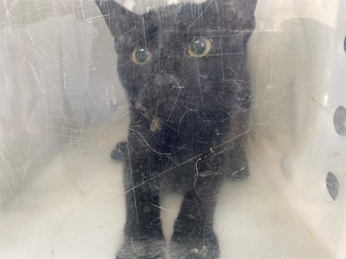 Jiji