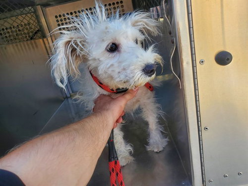 PEACHES, an adoptable Maltese in Garland, TX