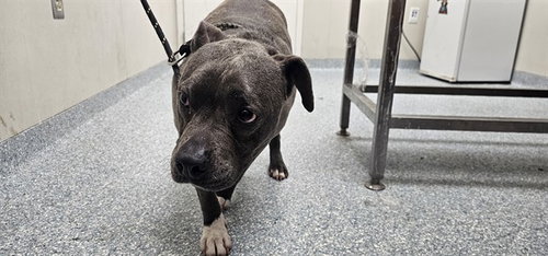 SOX, an adoptable Pit Bull Terrier in Garland, TX