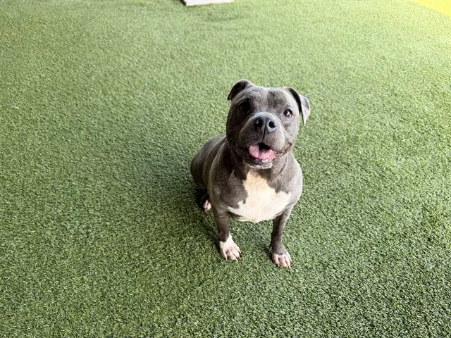Sox - Pit Bull Terrier
