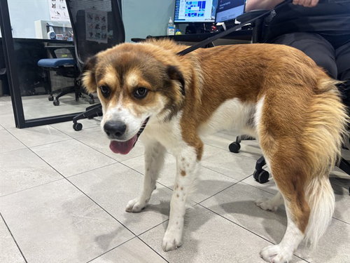 RANGER, an adoptable Australian Shepherd in Garland, TX