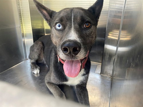 LOBO, an adoptable German Shepherd Dog in Garland, TX