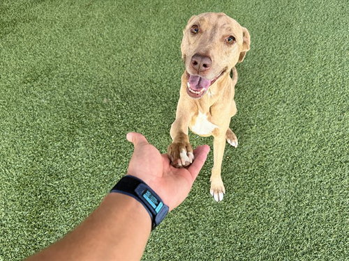 picture of the dog needing adoption