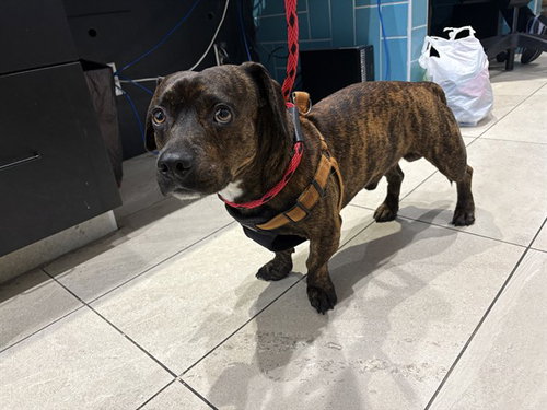 HOT DOG, an adoptable Pit Bull Terrier in Garland, TX