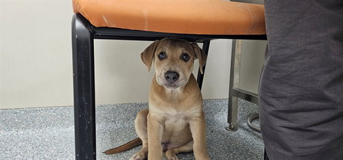 BINGUS PRIME, an adoptable Pit Bull Terrier in Garland, TX