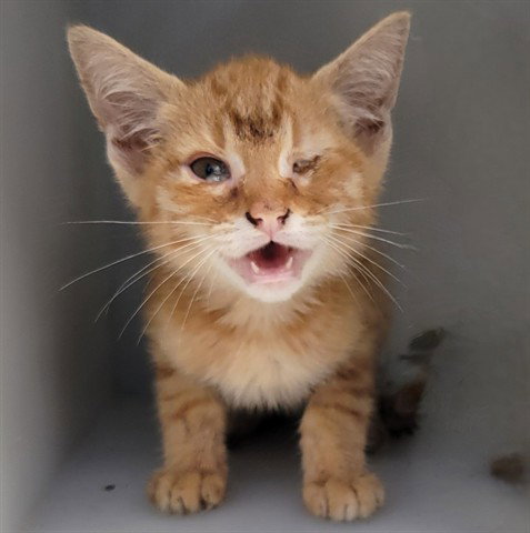 O-Tabby