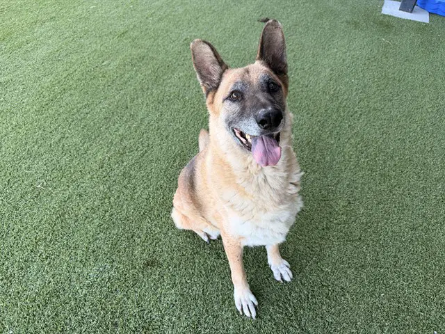Walter - German Shepherd Dog
