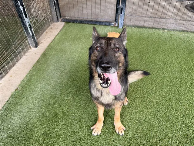 Everest - German Shepherd Dog