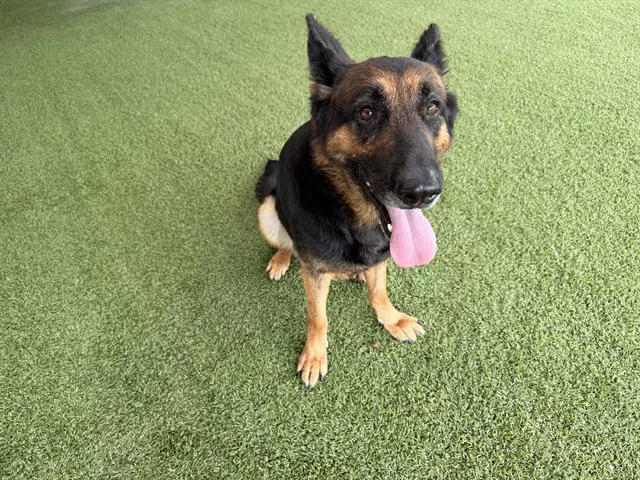 Denali - German Shepherd Dog