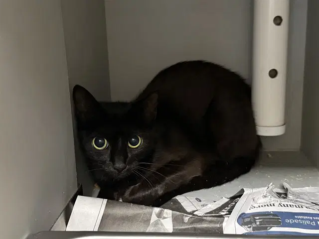 Pepper - Domestic Short Hair