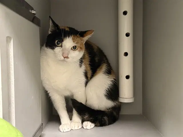 Star - Domestic Short Hair
