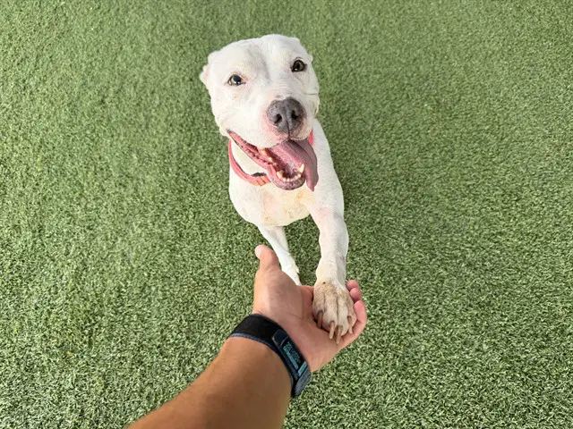 Kimora - Pit Bull Terrier