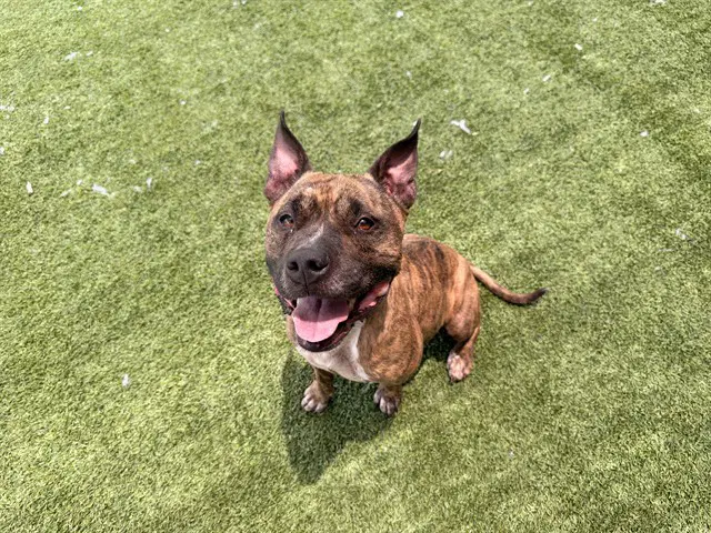 Center - Pit Bull Terrier